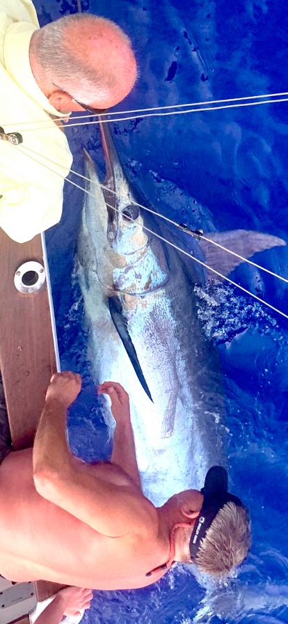 Blue Marlin 700lb