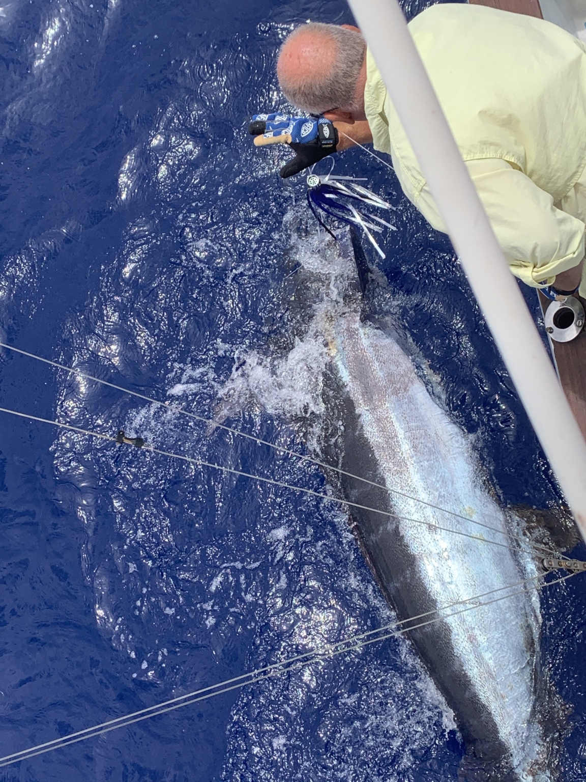 Blue Marlin Release