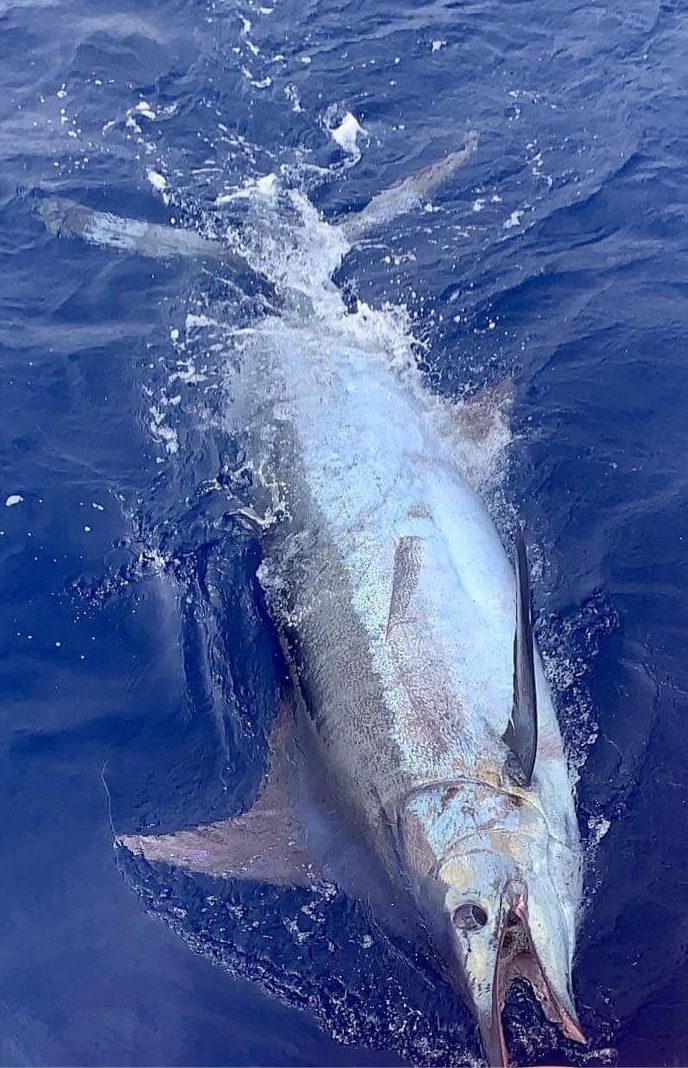 Blue Marlin