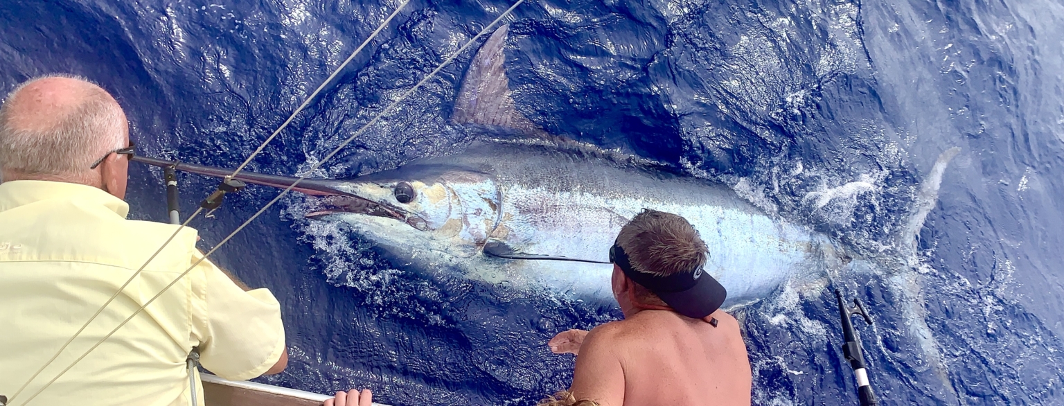 Blue Marlin Calheta Flipper II